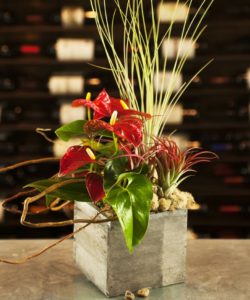An absolutely adorable wooden cube arrangement with a mixture of tropical anthurium and air plants