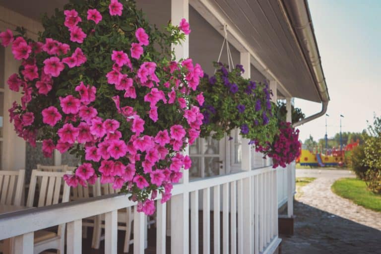 Vibrant and Amazing Hanging Baskets for Inside