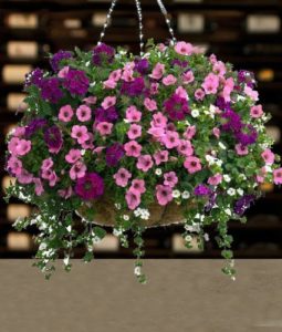 Vibrant and Amazing Hanging Baskets for Inside