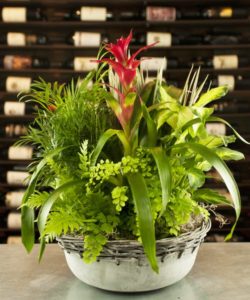 Bromeliad is dish garden with Beautiful grouping of green low maintenance plants, perfect for home or office in our personal whitewash tin with wicker rim