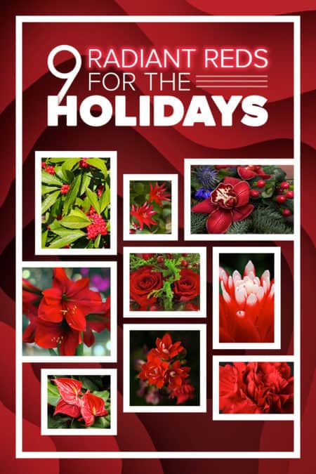 9 radiant red blooms for the holidays